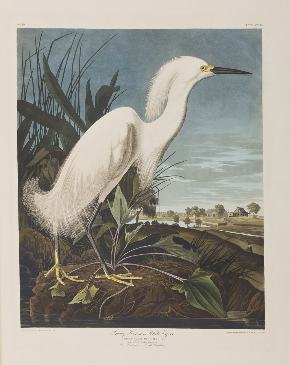 Ilustracja z „Birds of America” autorstwa John James Audubon