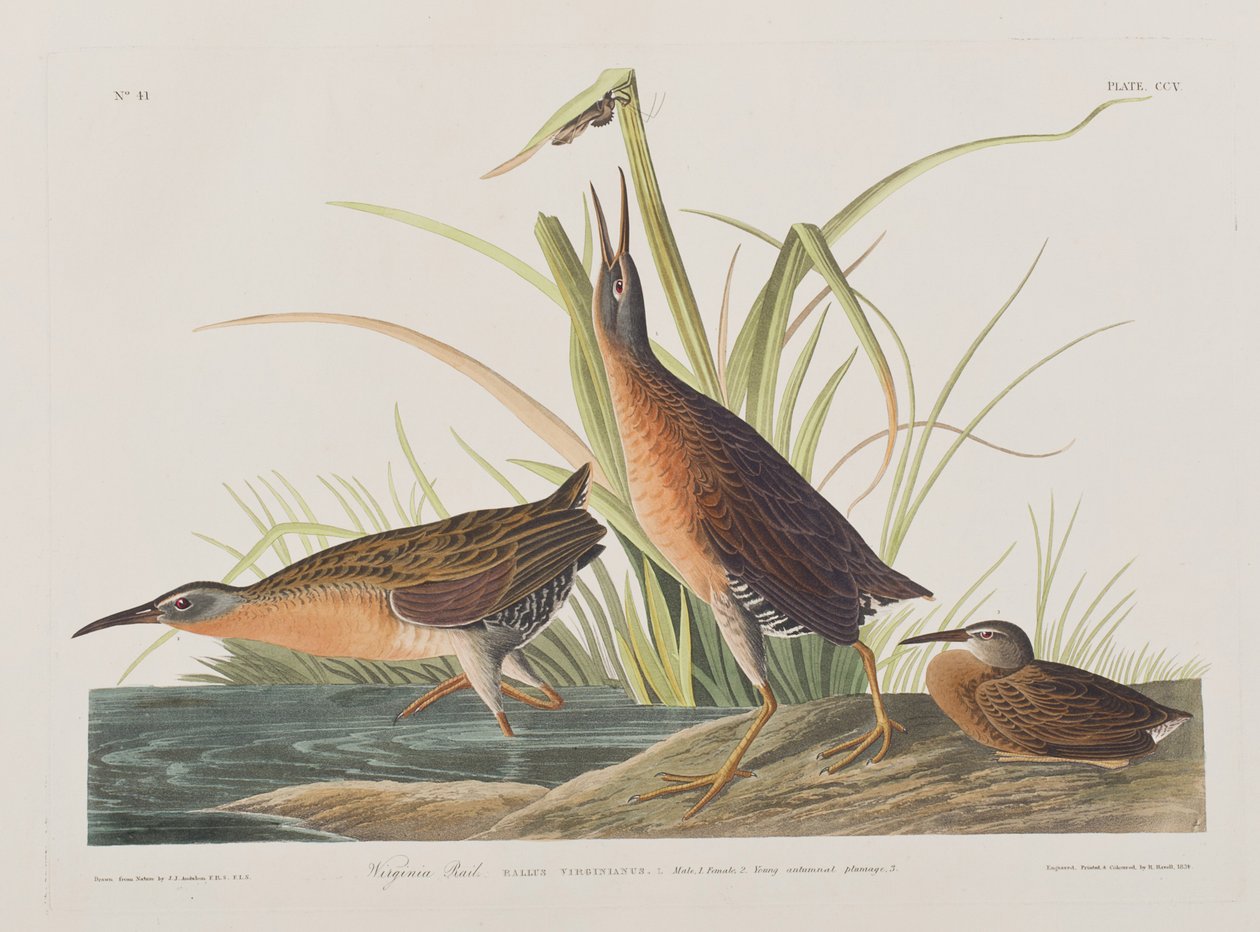 Ilustracja z „Birds of America” autorstwa John James Audubon