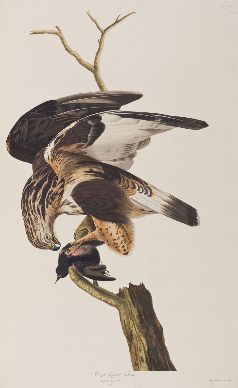 Ilustracja z „Birds of America” autorstwa John James Audubon