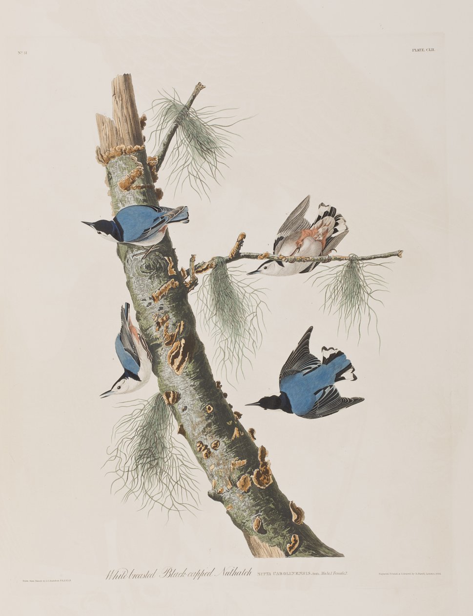 Ilustracja z „Birds of America” autorstwa John James Audubon