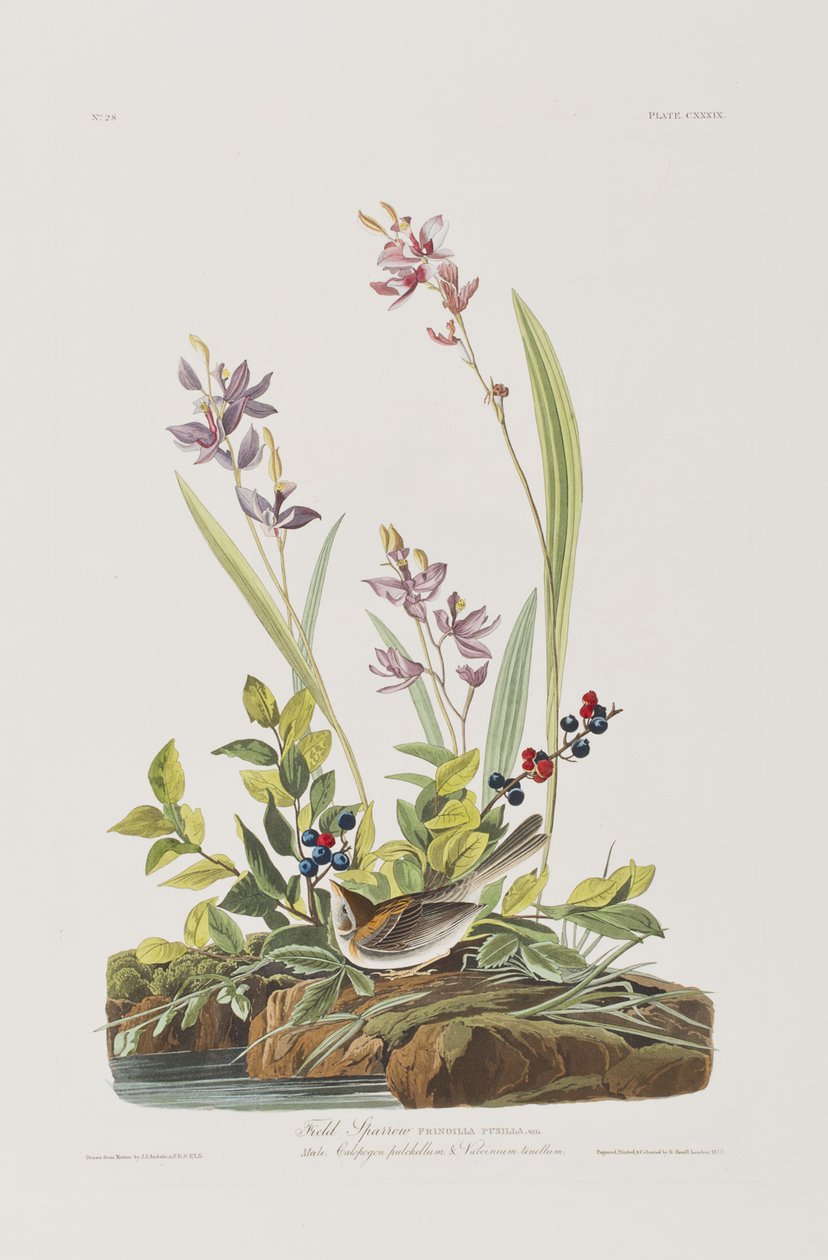Ilustracja z „Birds of America” autorstwa John James Audubon