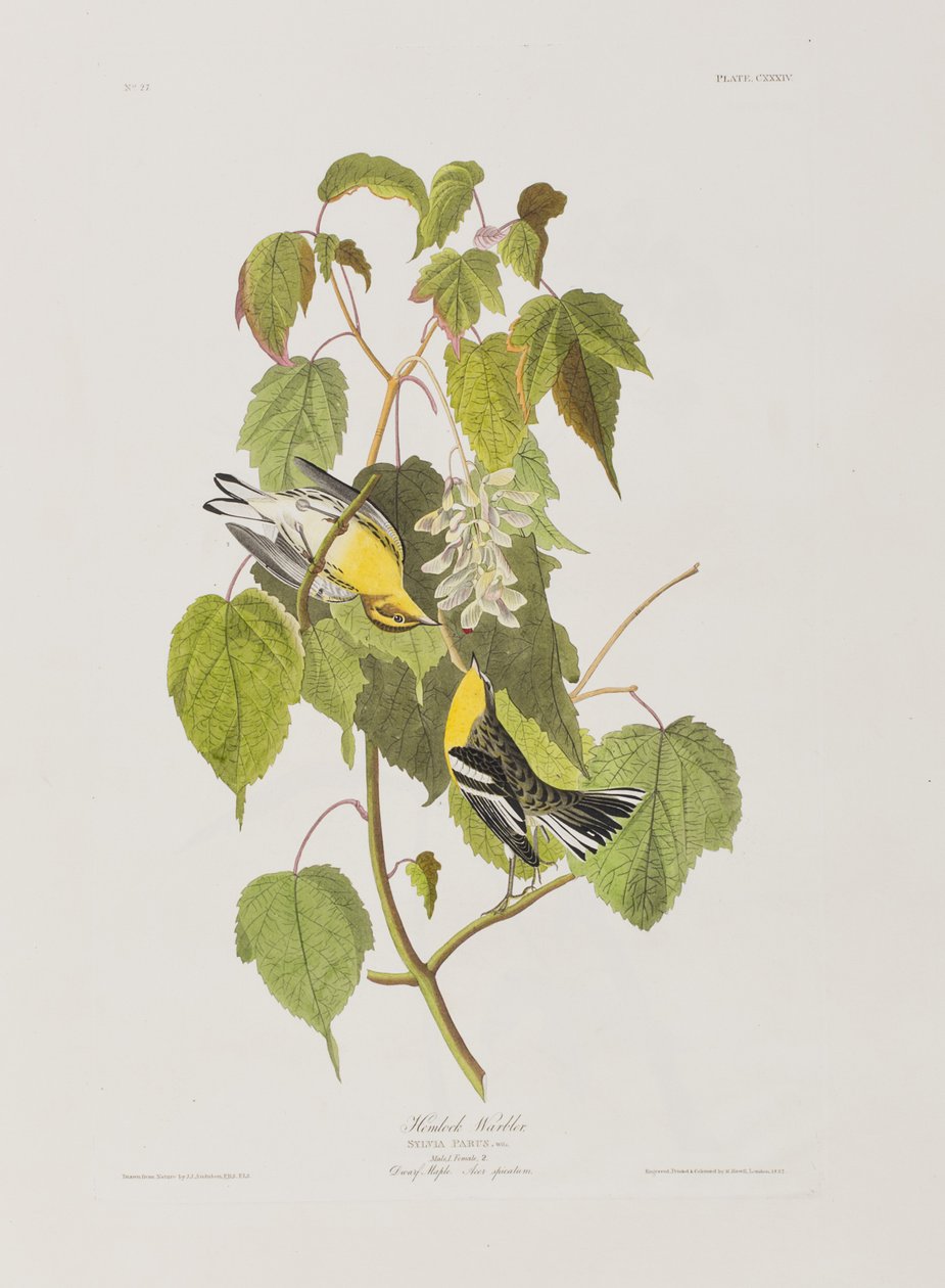 Ilustracja z „Birds of America” autorstwa John James Audubon