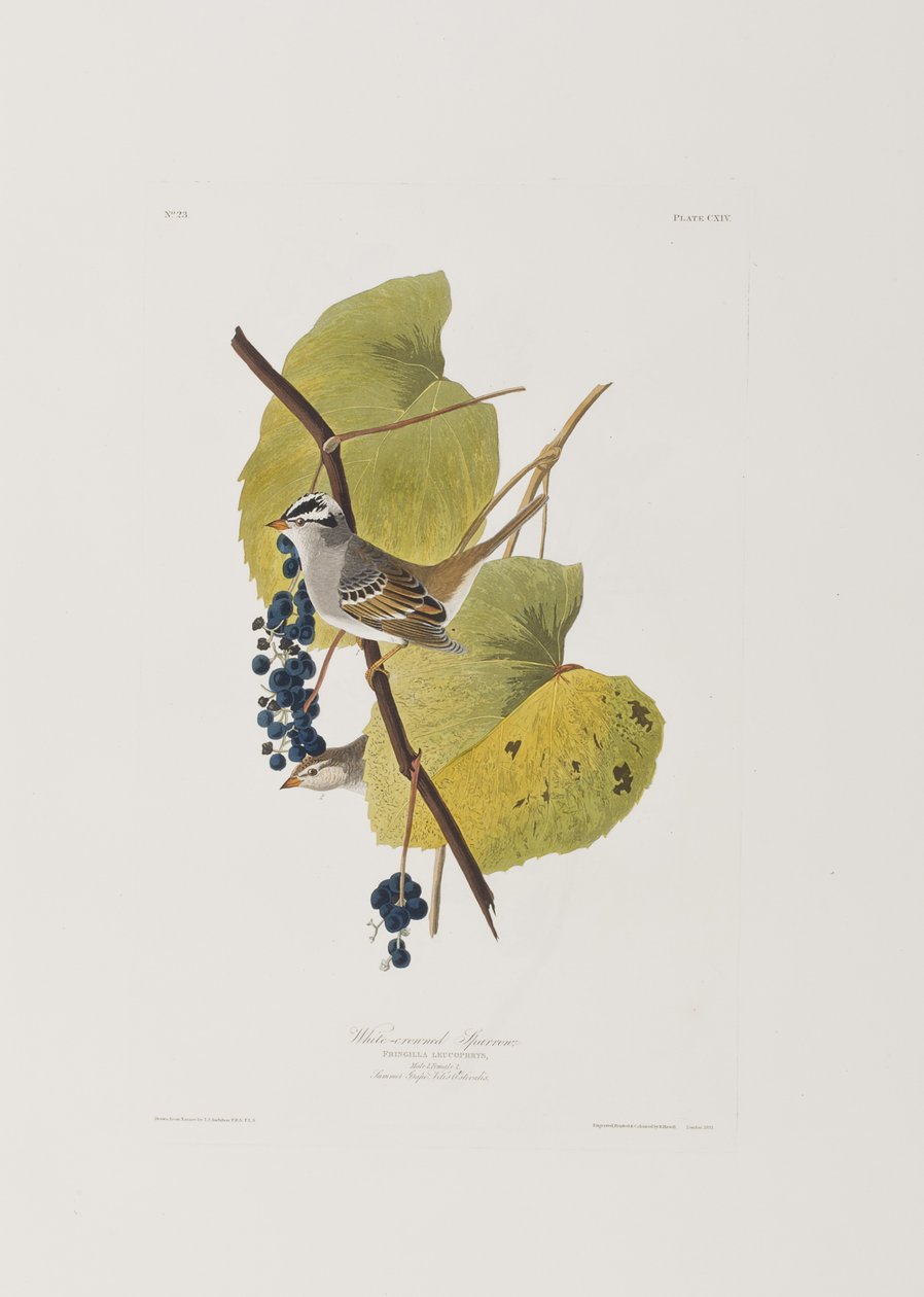 Ilustracja z „Birds of America” autorstwa John James Audubon