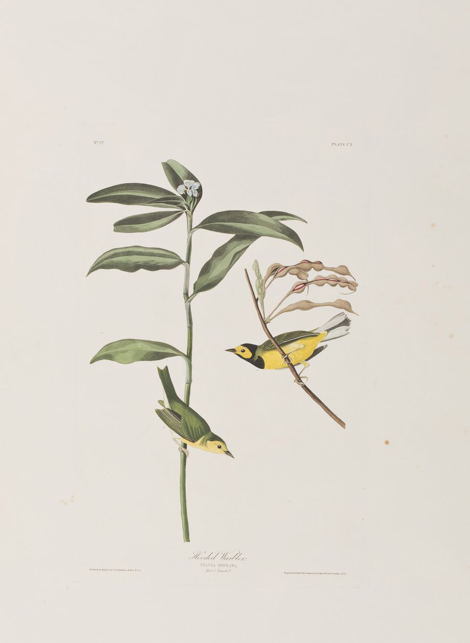Ilustracja z „Birds of America” autorstwa John James Audubon