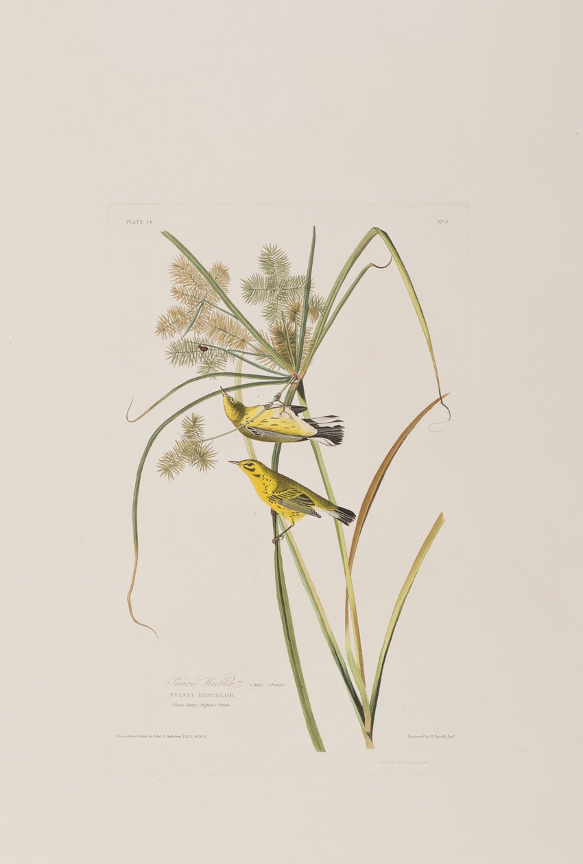 Ilustracja z „Birds of America” autorstwa John James Audubon