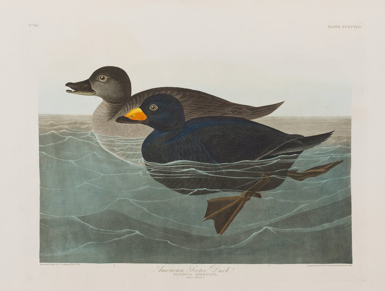 Ilustracja z „Birds of America” autorstwa John James Audubon