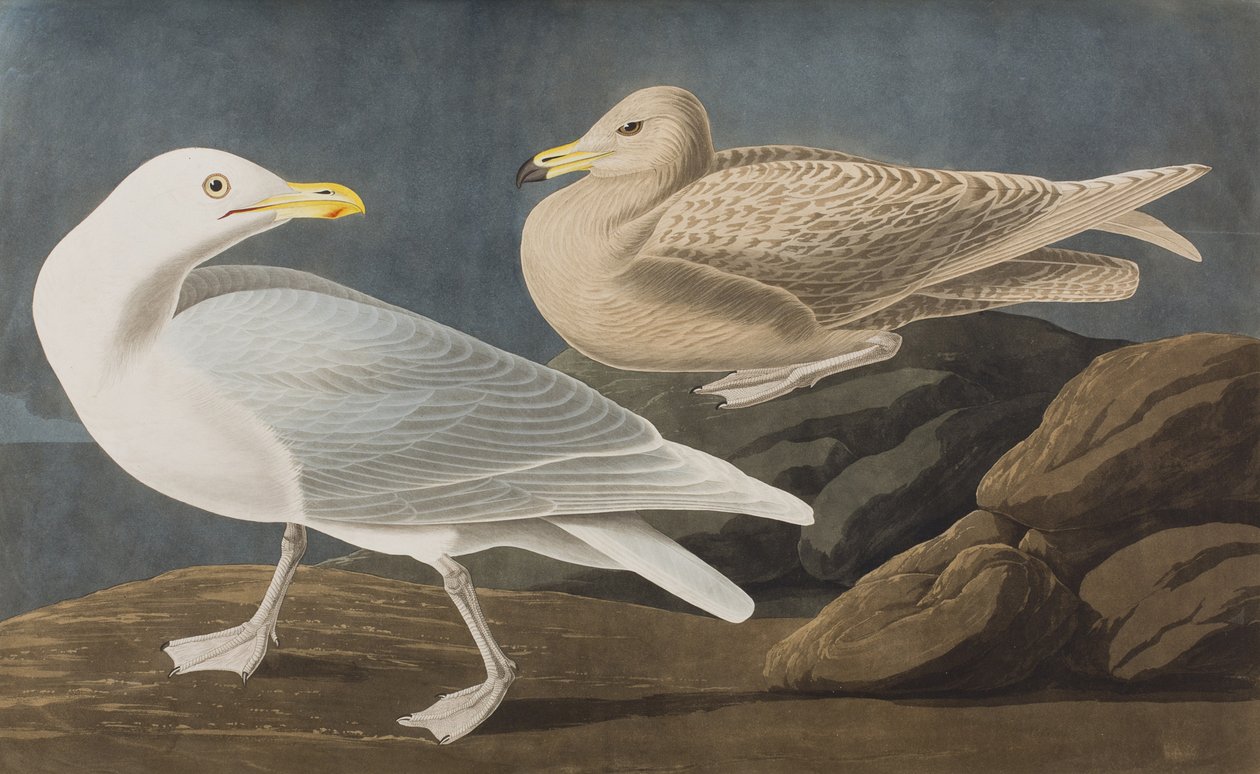 Ilustracja z „Birds of America” autorstwa John James Audubon