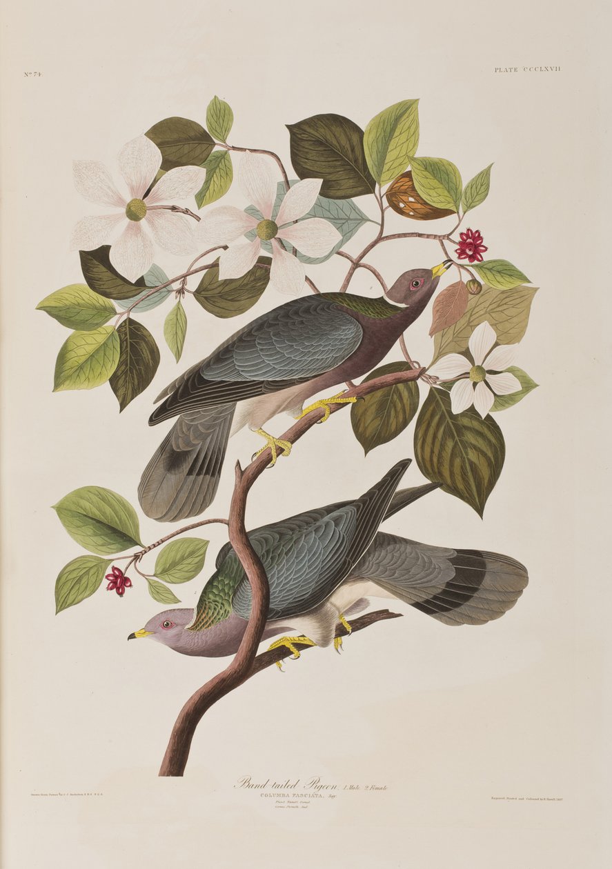 Ilustracja z „Birds of America” autorstwa John James Audubon