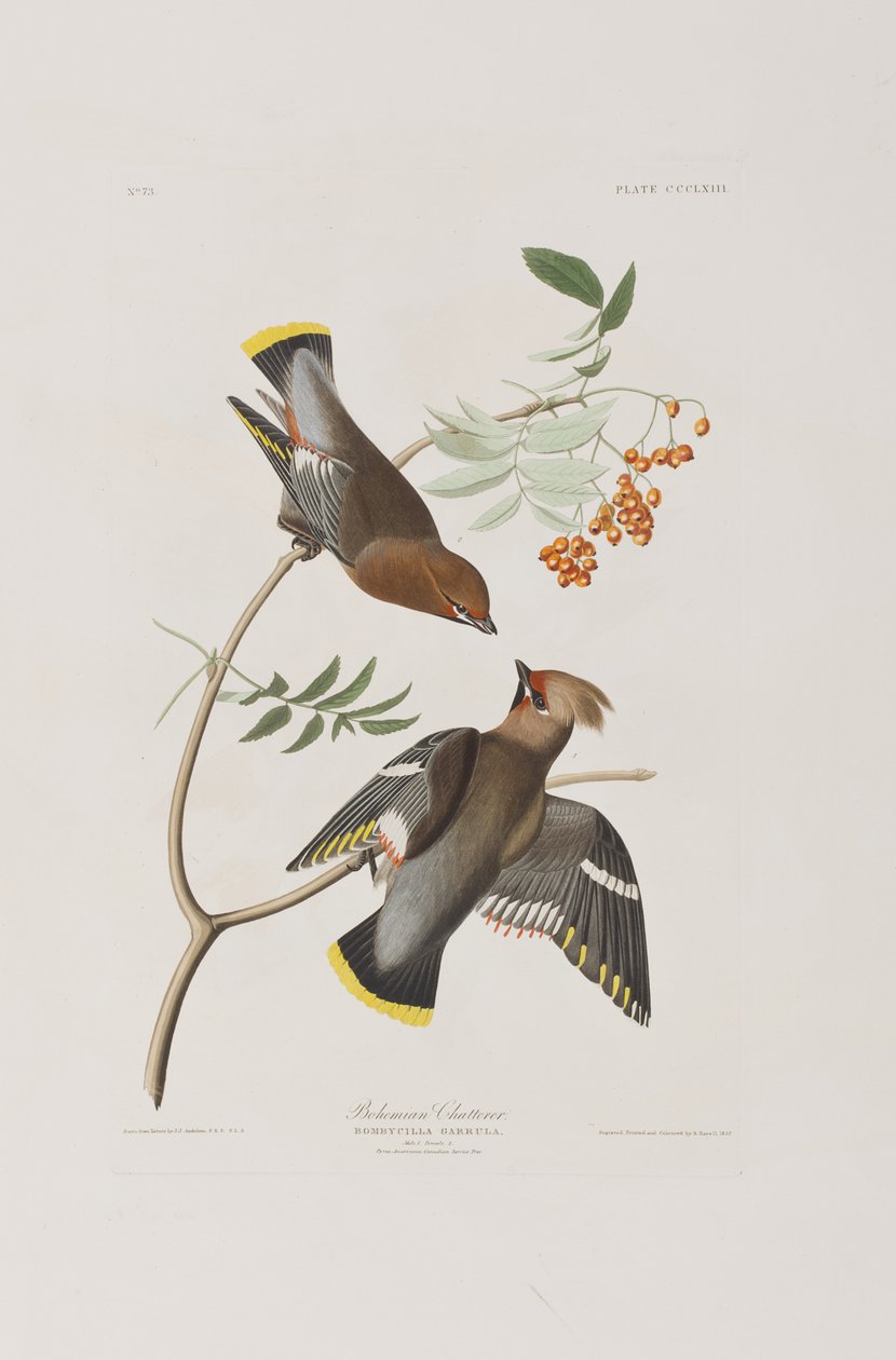 Ilustracja z „Birds of America” autorstwa John James Audubon