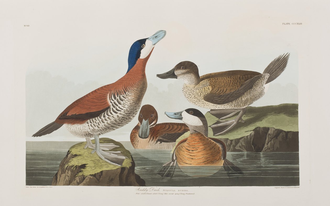 Ilustracja z „Birds of America” autorstwa John James Audubon