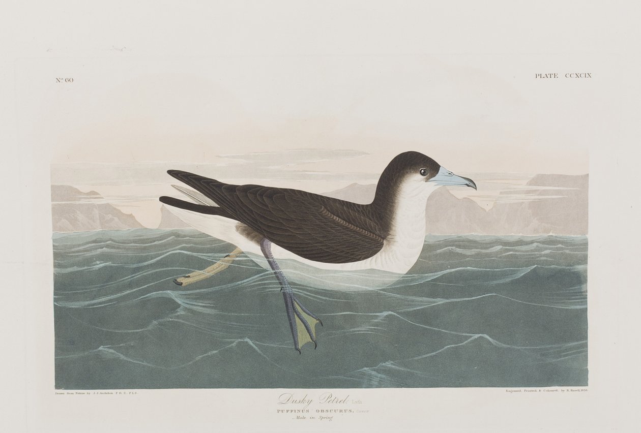 Ilustracja z „Birds of America” autorstwa John James Audubon