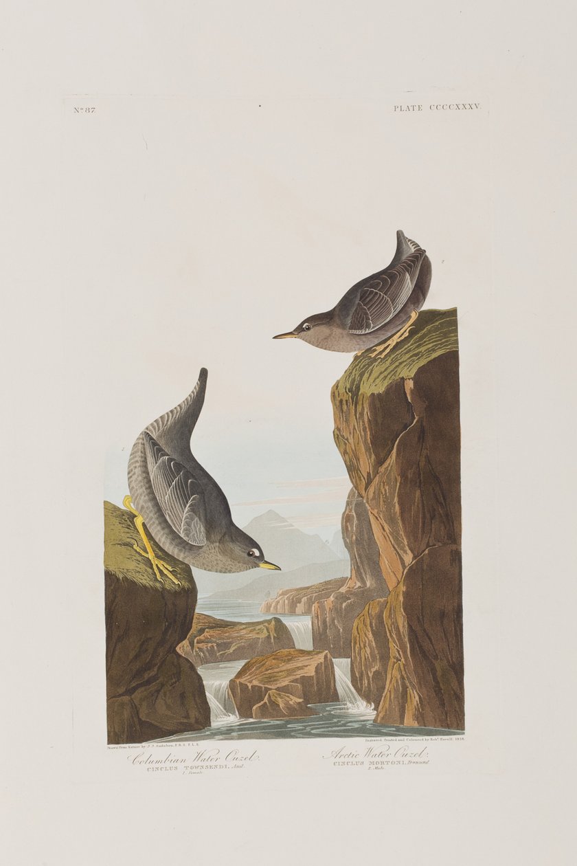 Ilustracja z „Birds of America” autorstwa John James Audubon