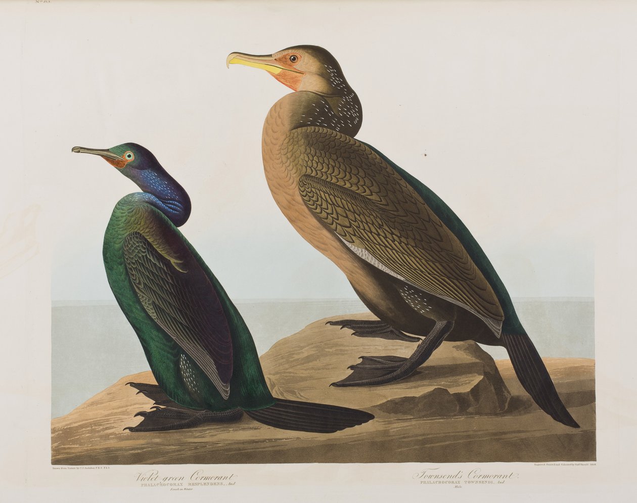 Ilustracja z „Birds of America” autorstwa John James Audubon