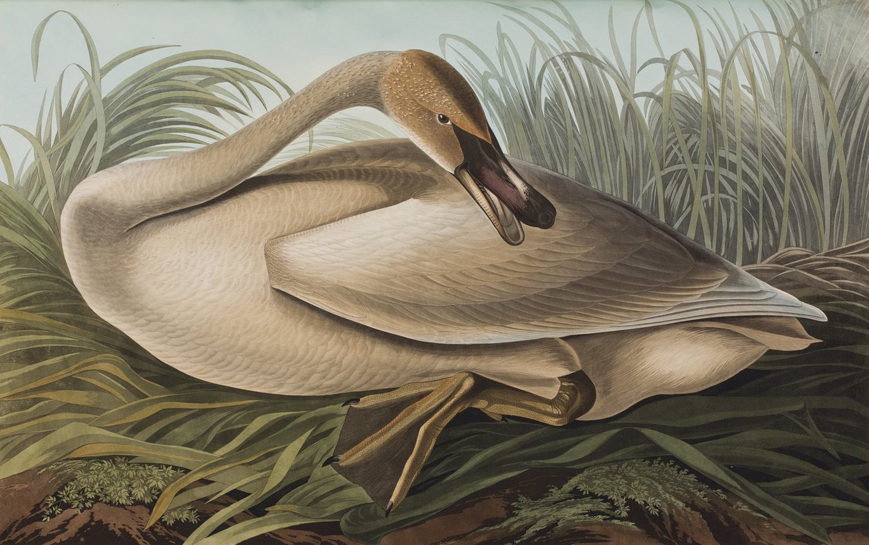 Ilustracja z „Birds of America” autorstwa John James Audubon
