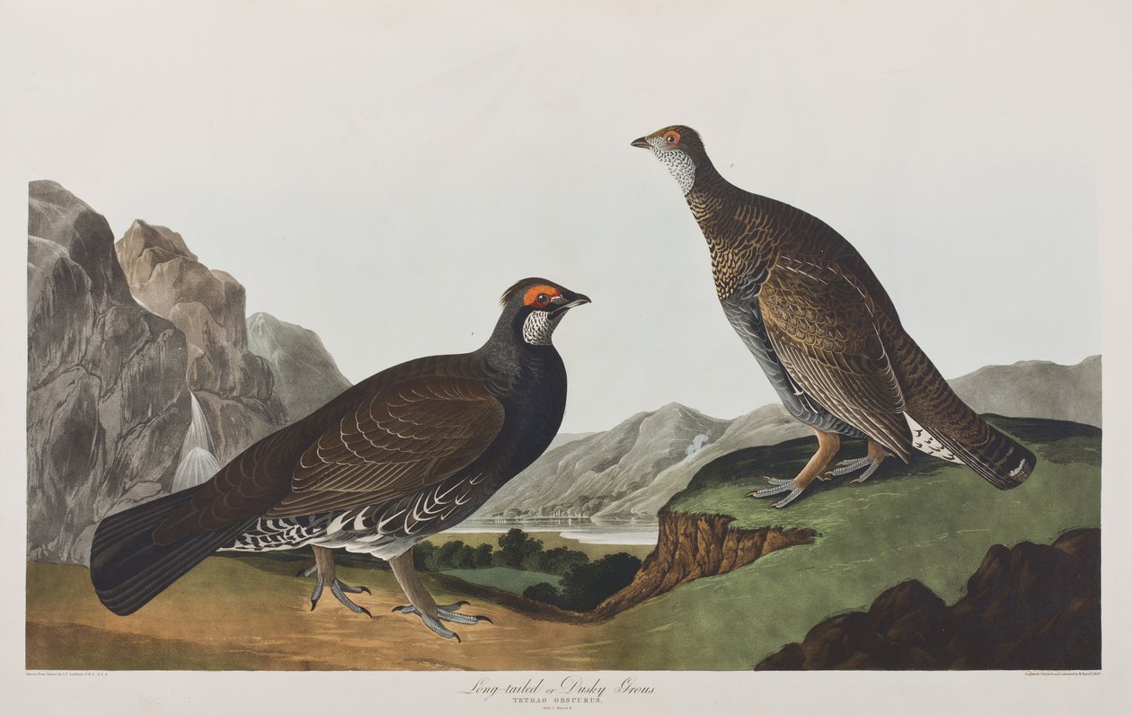 Ilustracja z „Birds of America” autorstwa John James Audubon