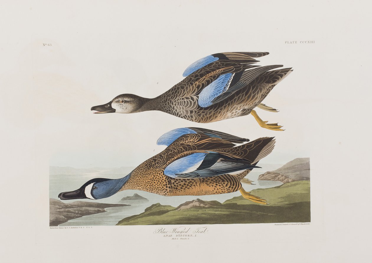 Ilustracja z „Birds of America” autorstwa John James Audubon