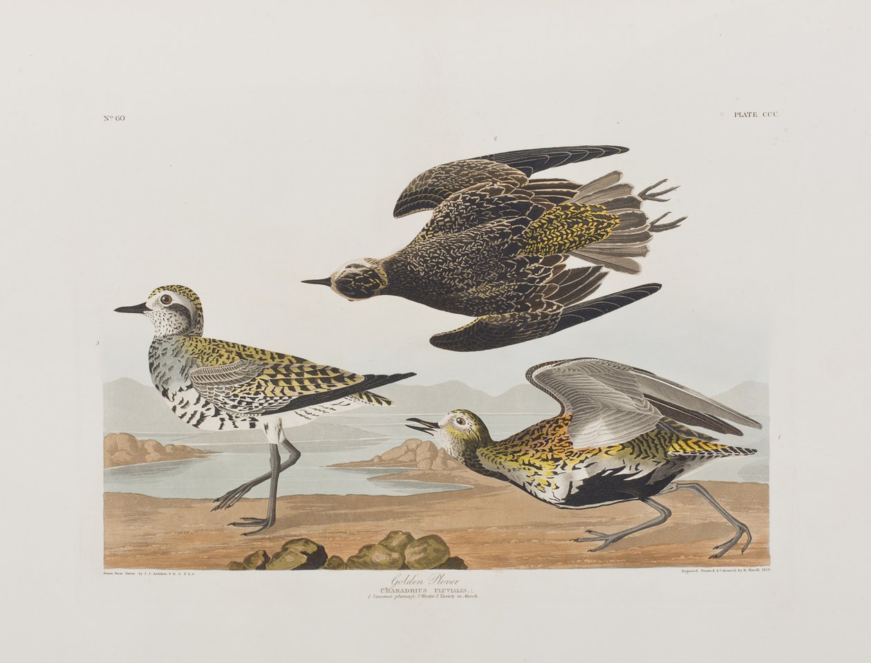Ilustracja z „Birds of America” autorstwa John James Audubon