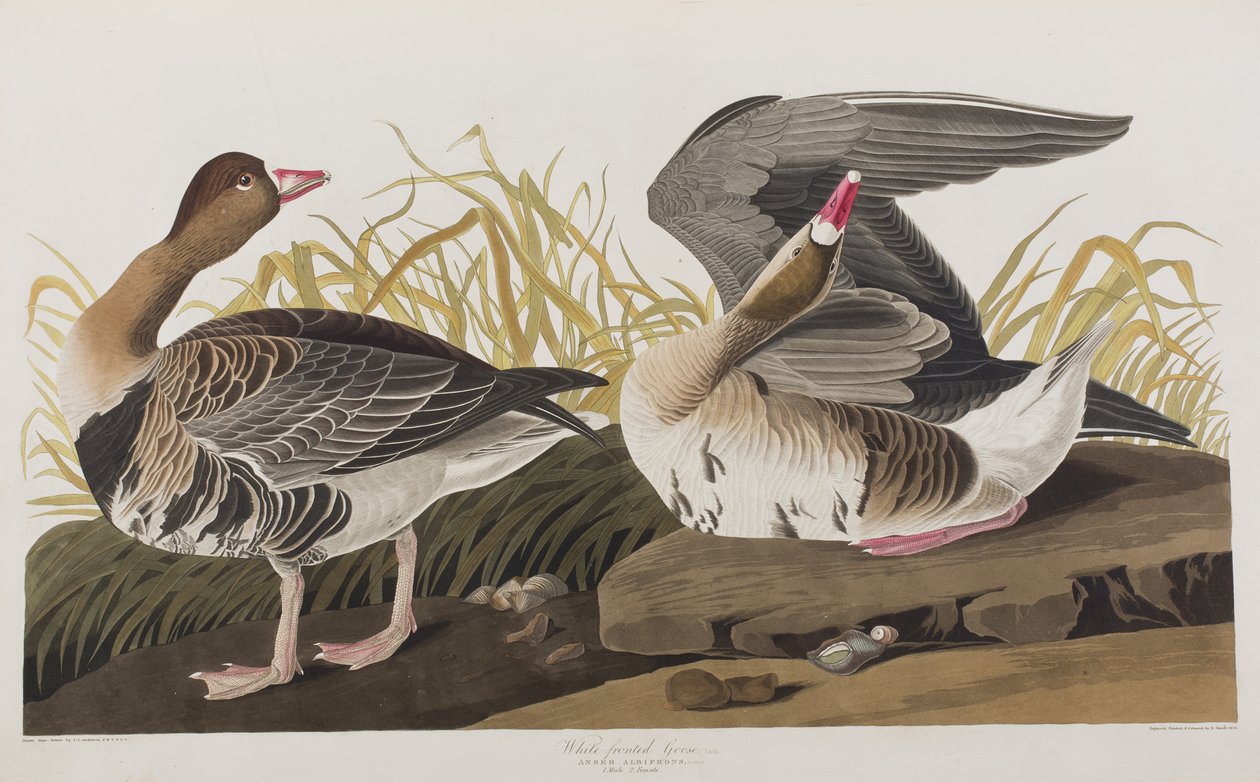 Ilustracja z „Birds of America” autorstwa John James Audubon