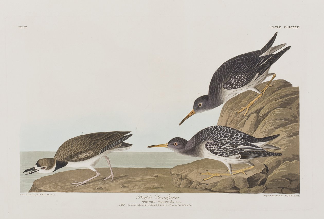 Ilustracja z „Birds of America” autorstwa John James Audubon