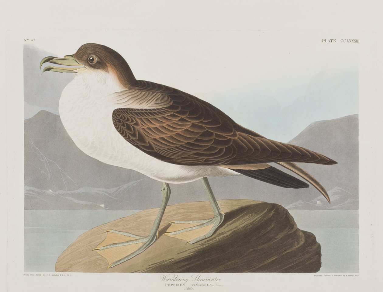 Ilustracja z „Birds of America” autorstwa John James Audubon