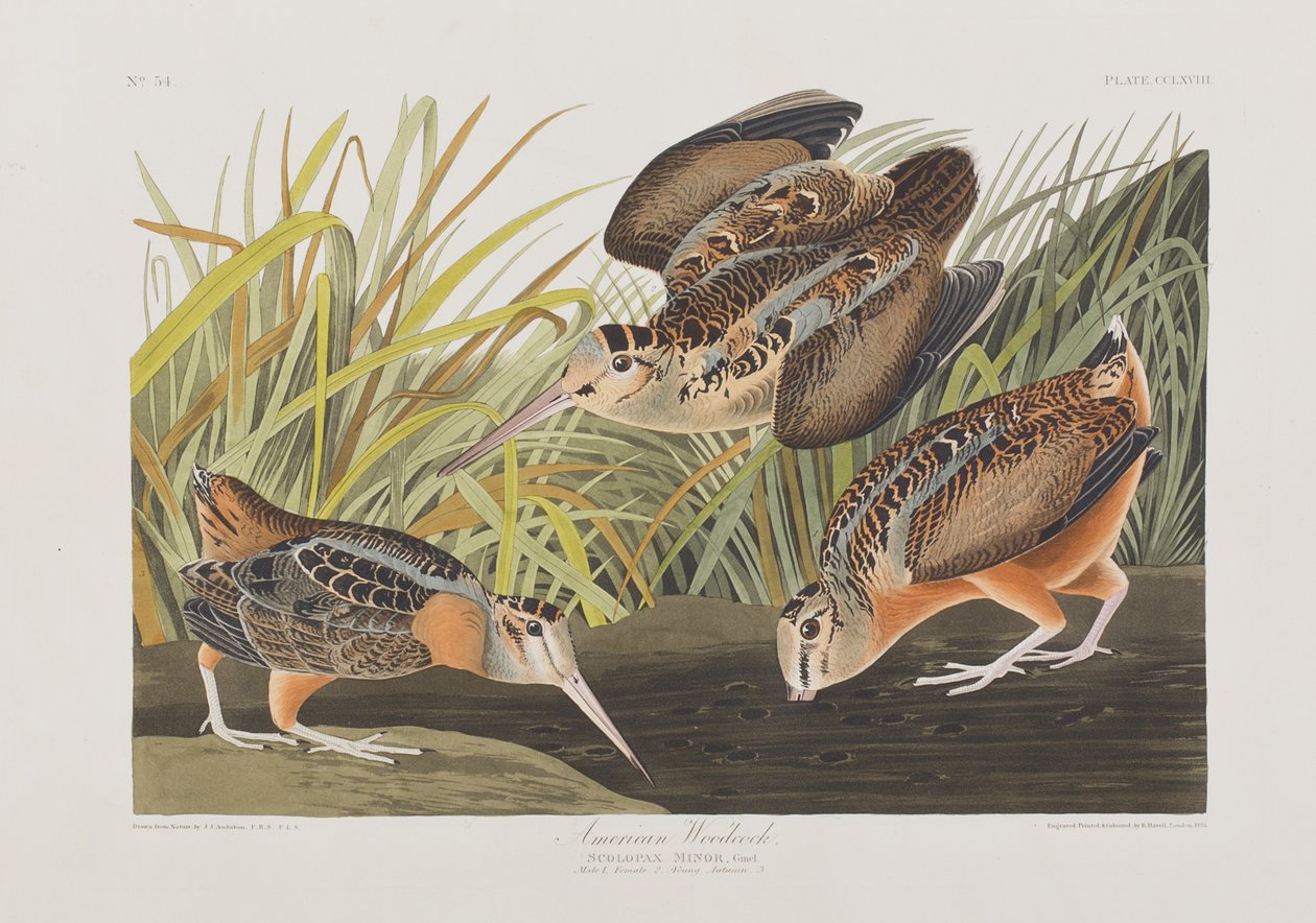 Ilustracja z „Birds of America” autorstwa John James Audubon