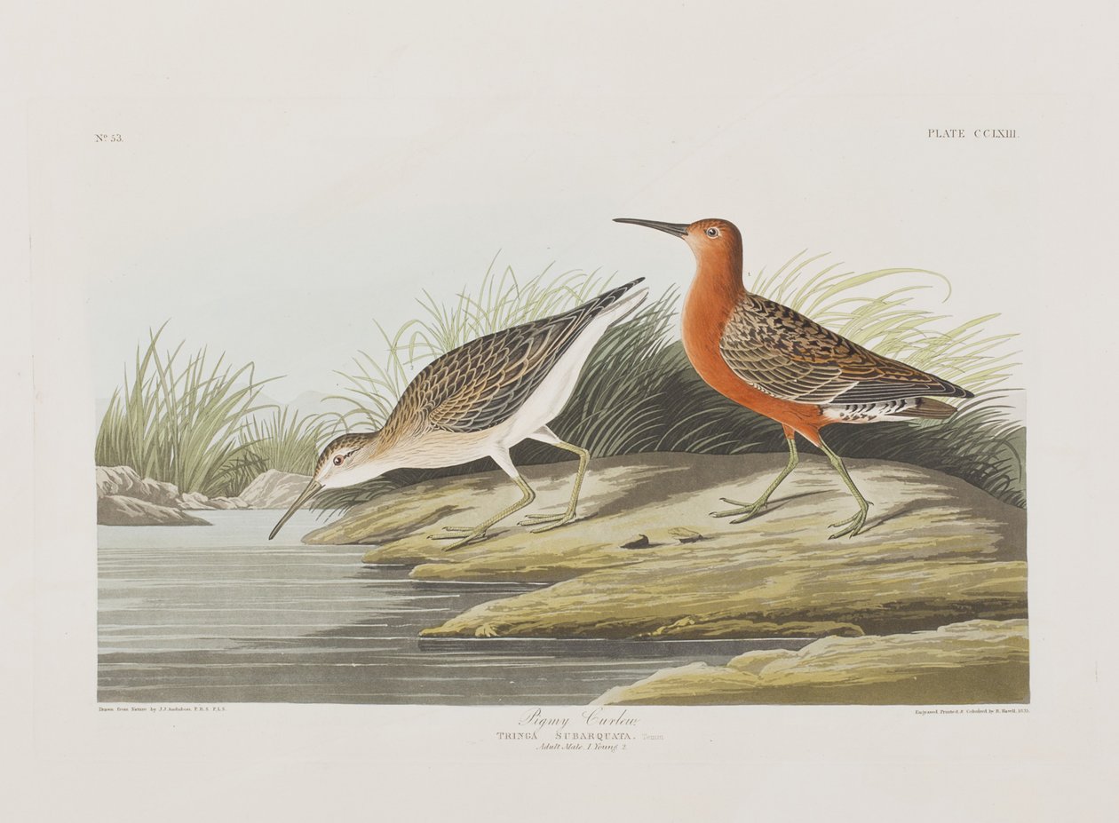 Ilustracja z „Birds of America” autorstwa John James Audubon