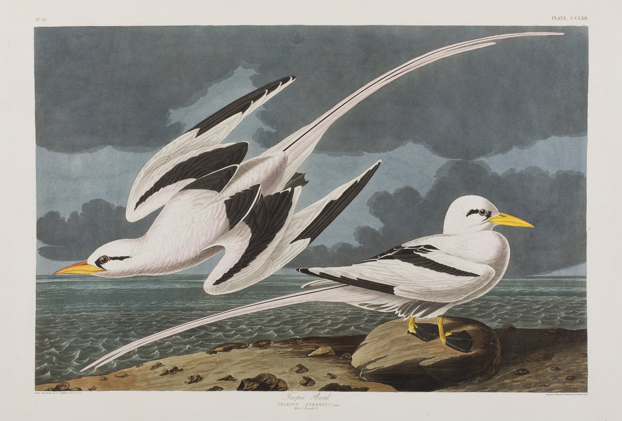 Ilustracja z „Birds of America” autorstwa John James Audubon
