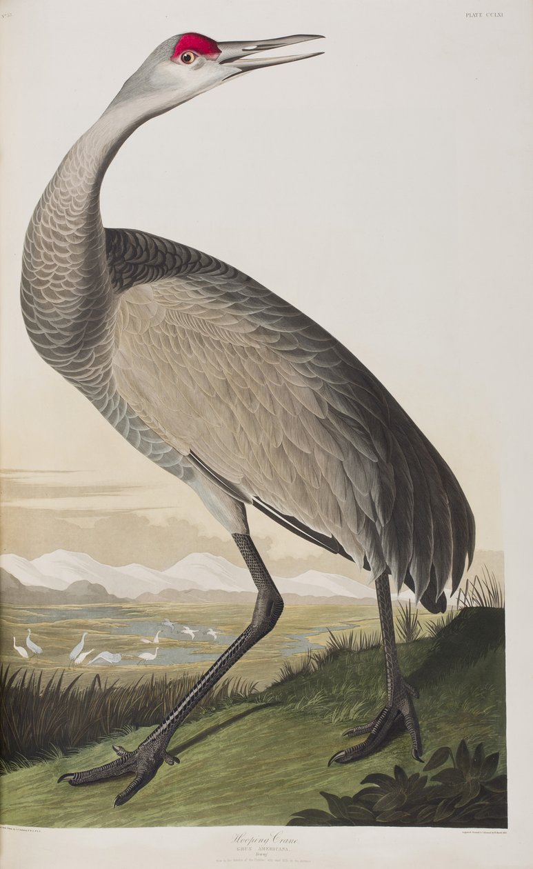 Ilustracja z „Birds of America” autorstwa John James Audubon