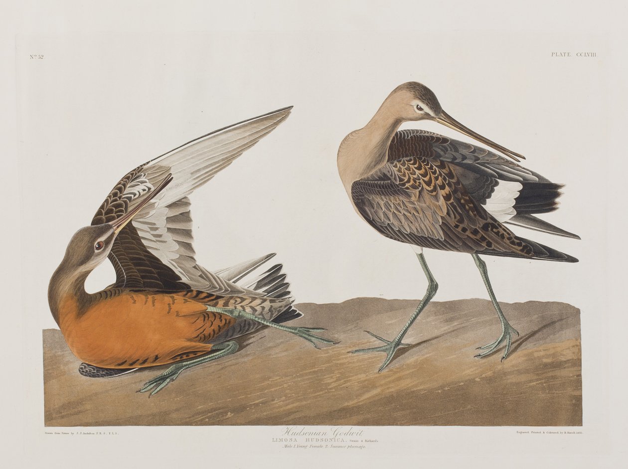 Ilustracja z „Birds of America” autorstwa John James Audubon