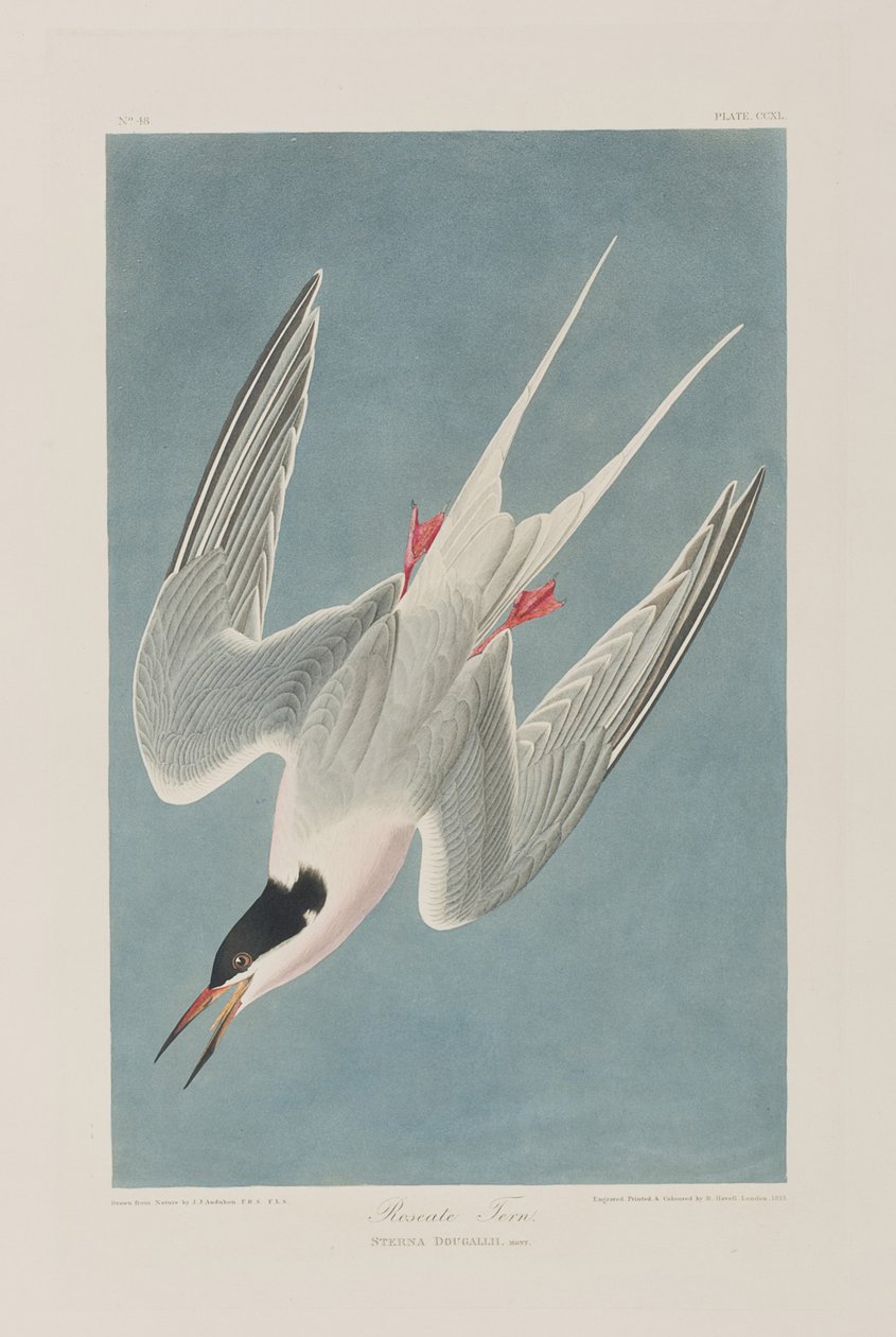 Ilustracja z „Birds of America” autorstwa John James Audubon