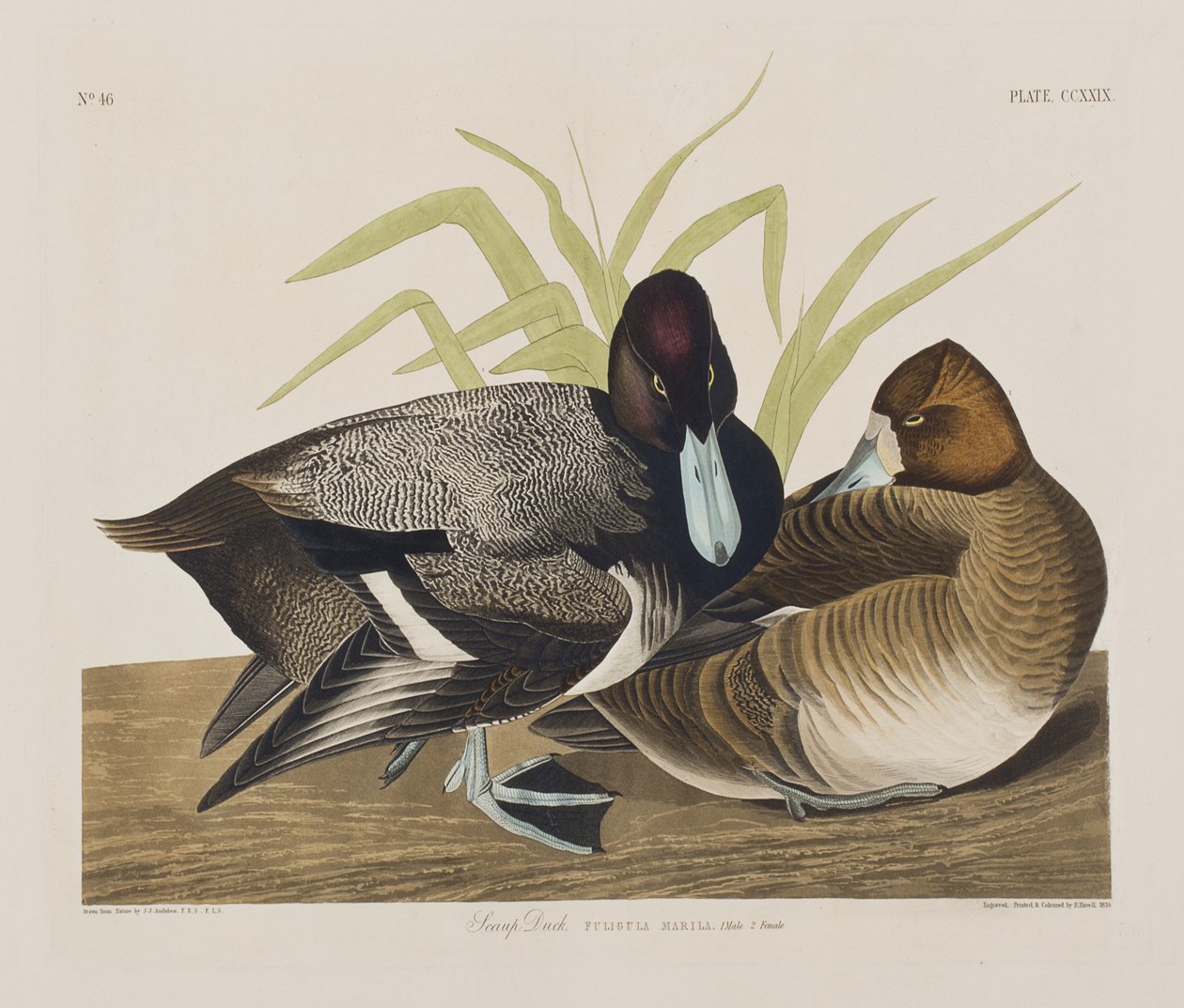 Ilustracja z „Birds of America” autorstwa John James Audubon