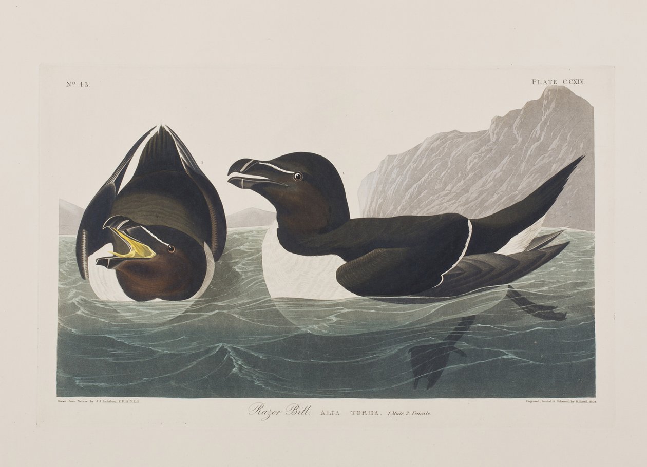 Ilustracja z „Birds of America” autorstwa John James Audubon
