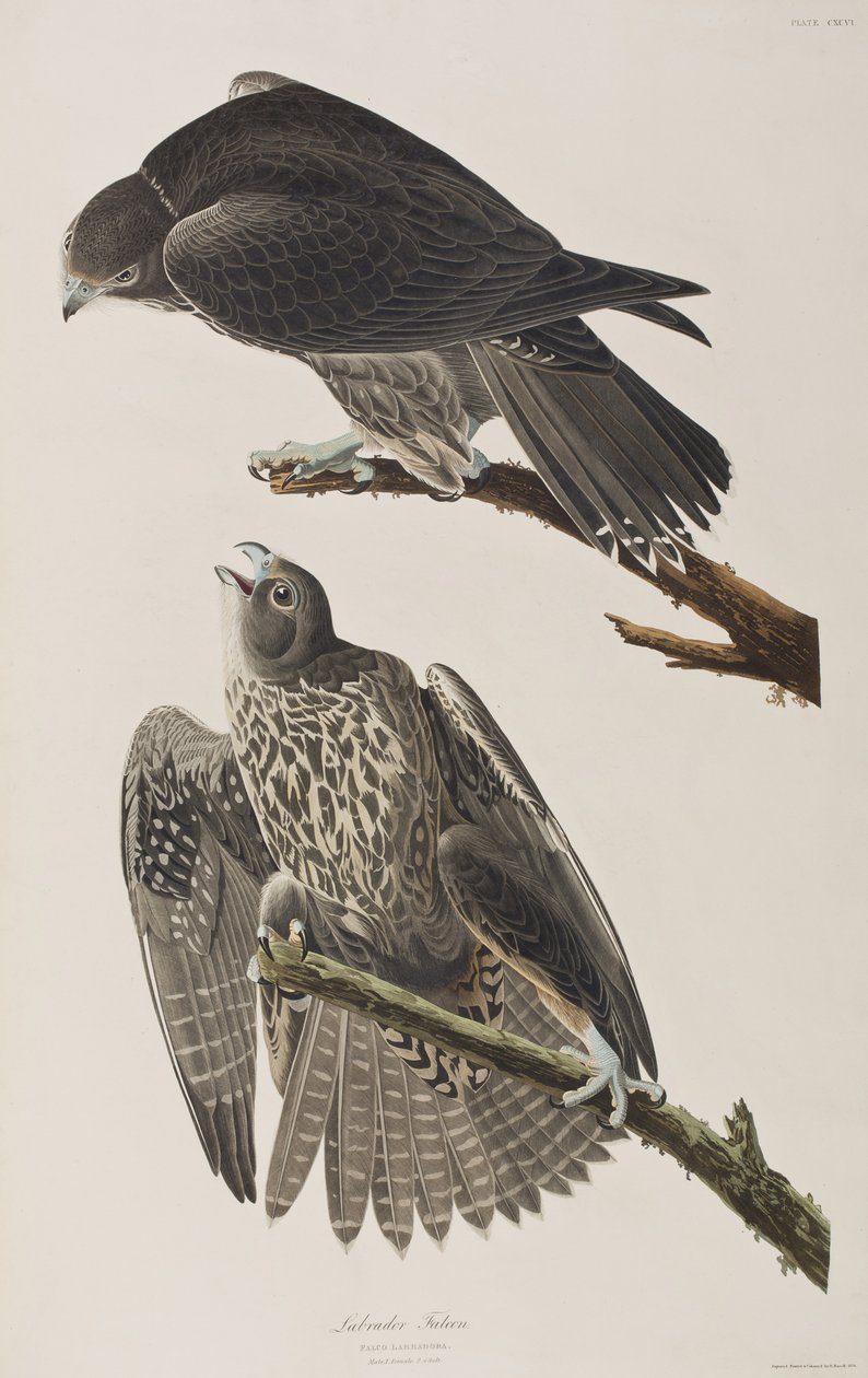 Ilustracja z „Birds of America” autorstwa John James Audubon