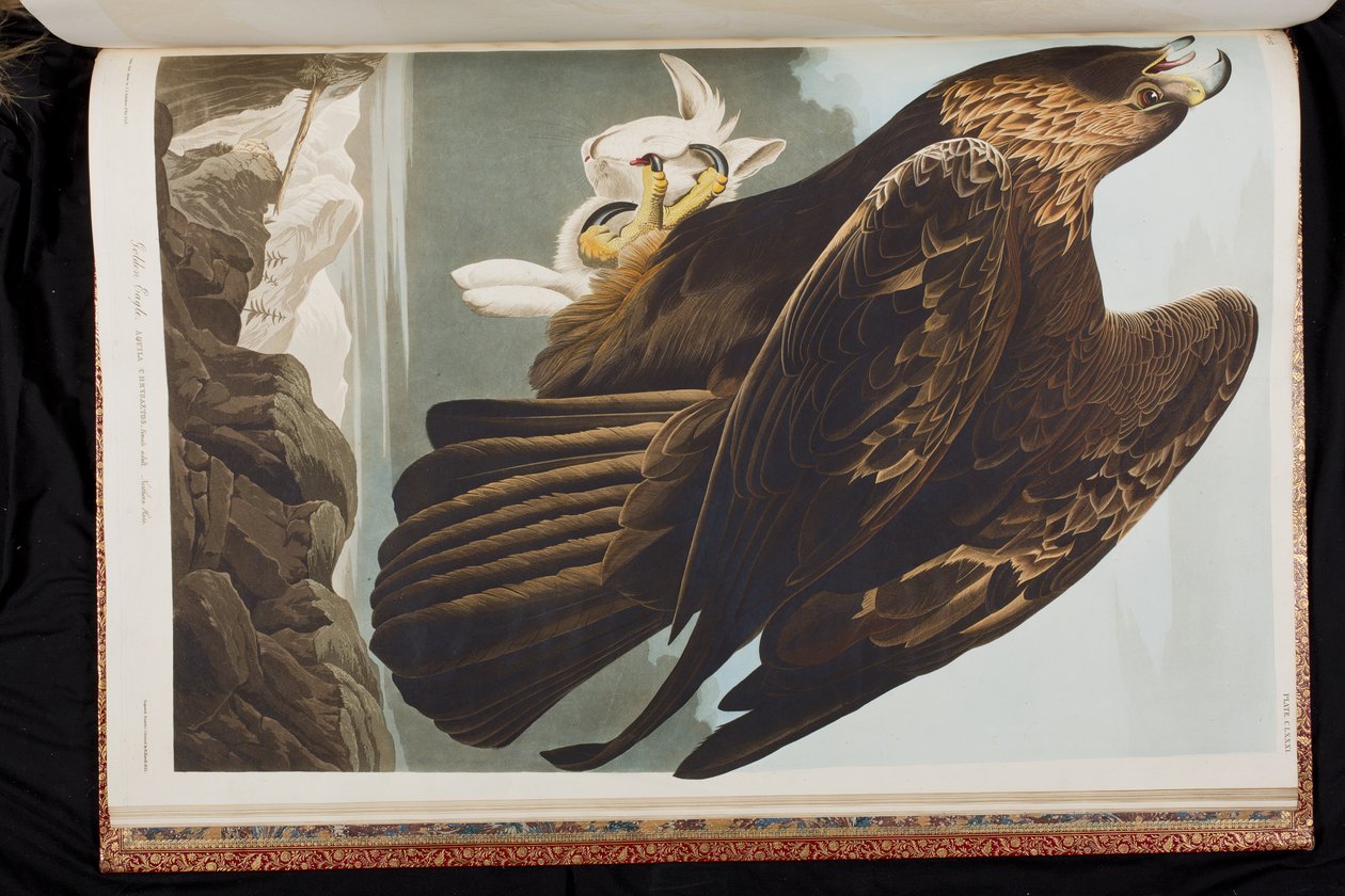 Ilustracja z „Birds of America” autorstwa John James Audubon