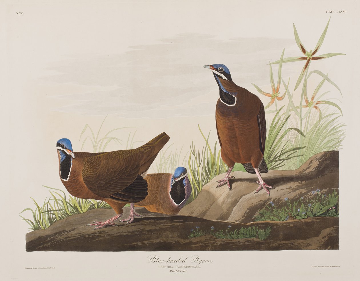Ilustracja z „Birds of America” autorstwa John James Audubon