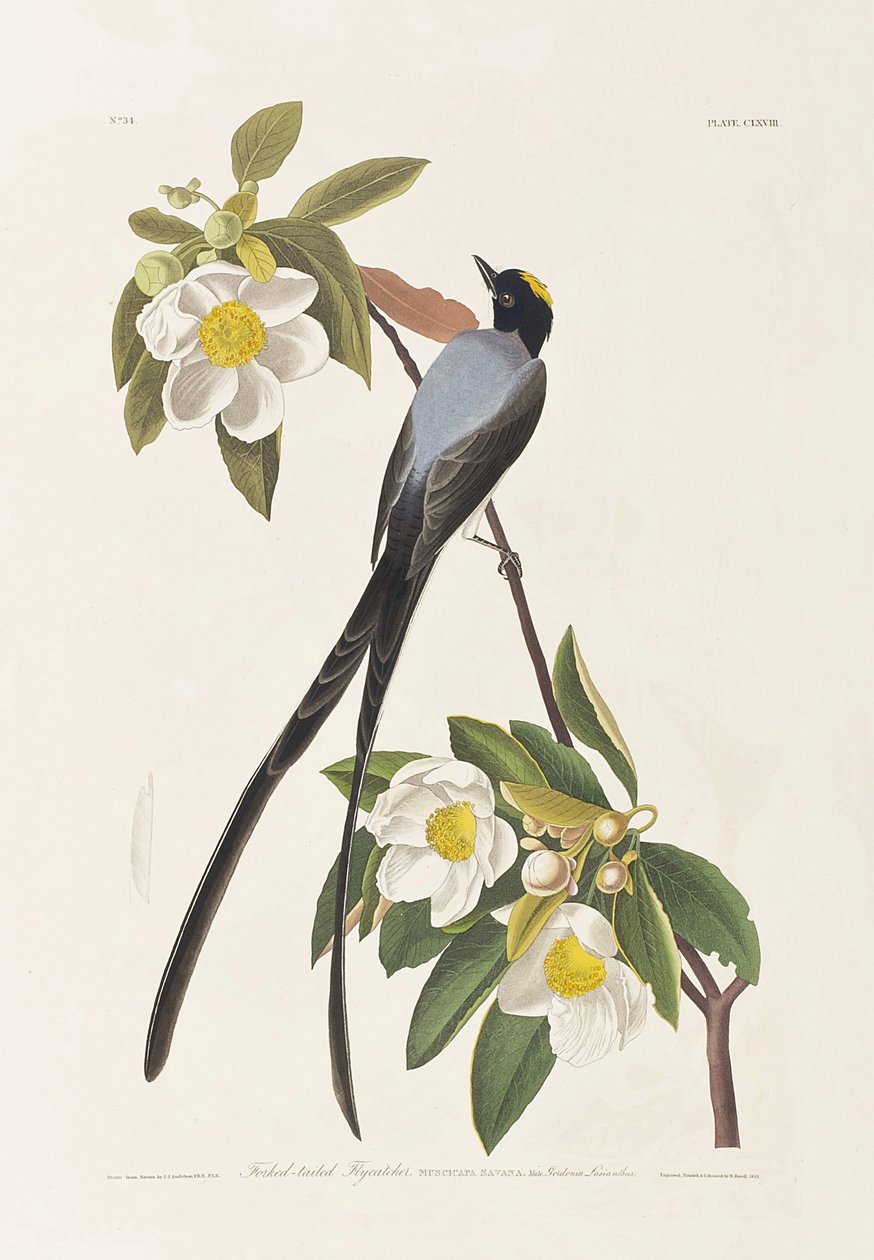 Ilustracja z „Birds of America” autorstwa John James Audubon