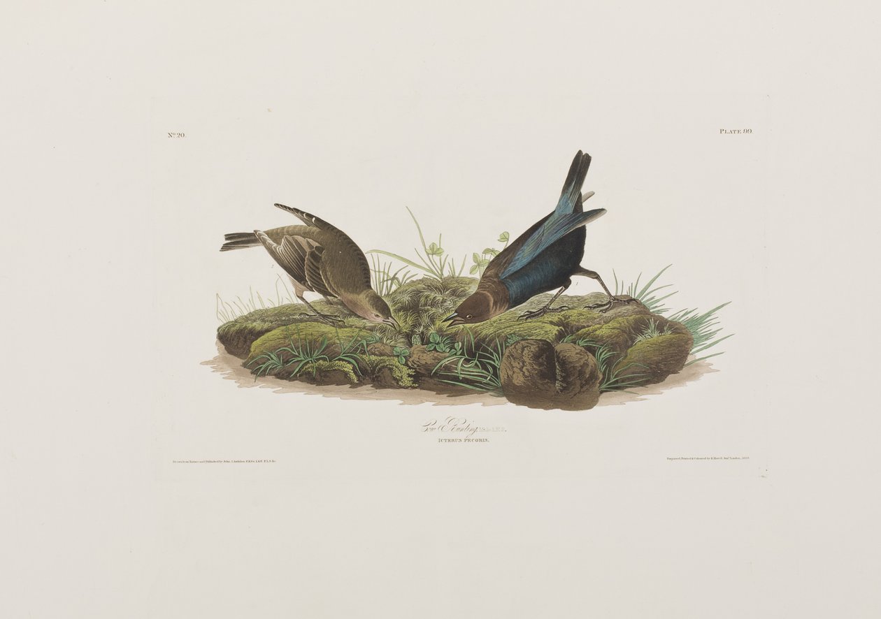 Ilustracja z „Birds of America” autorstwa John James Audubon
