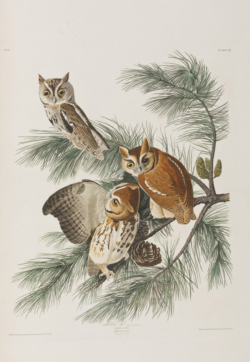 Ilustracja z „Birds of America” autorstwa John James Audubon