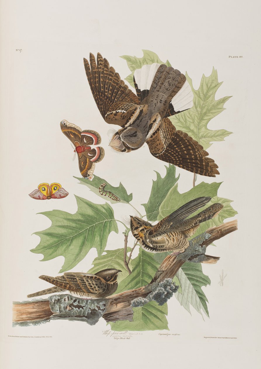 Ilustracja z „Birds of America” autorstwa John James Audubon