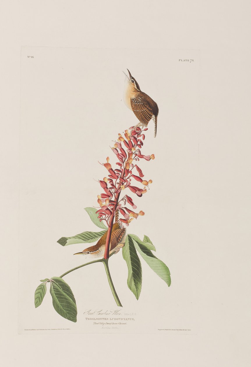 Ilustracja z „Birds of America” autorstwa John James Audubon