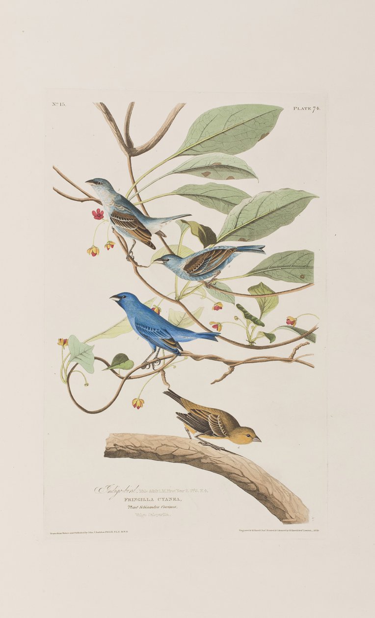 Ilustracja z „Birds of America” autorstwa John James Audubon