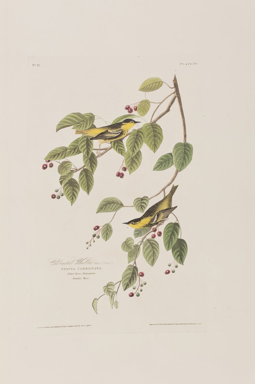 Ilustracja z „Birds of America” autorstwa John James Audubon