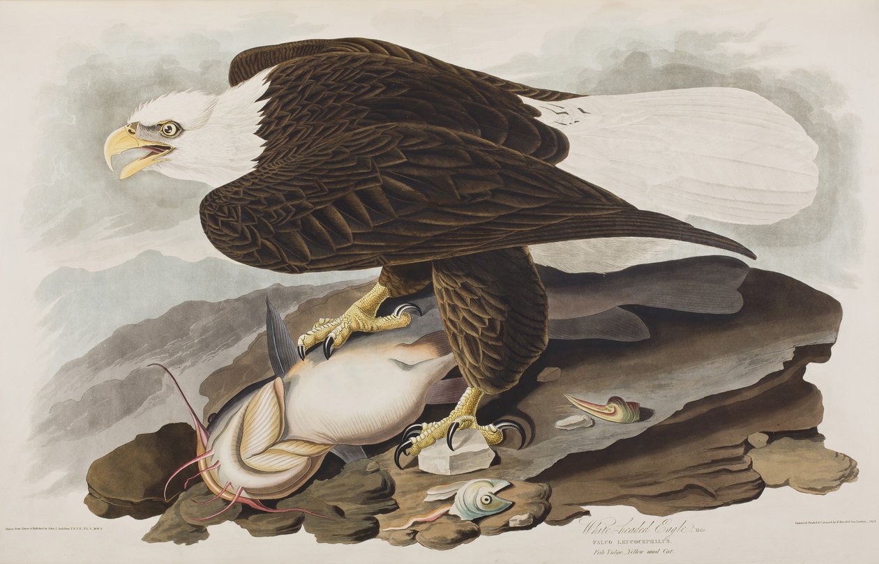 Ilustracja z „Birds of America” autorstwa John James Audubon