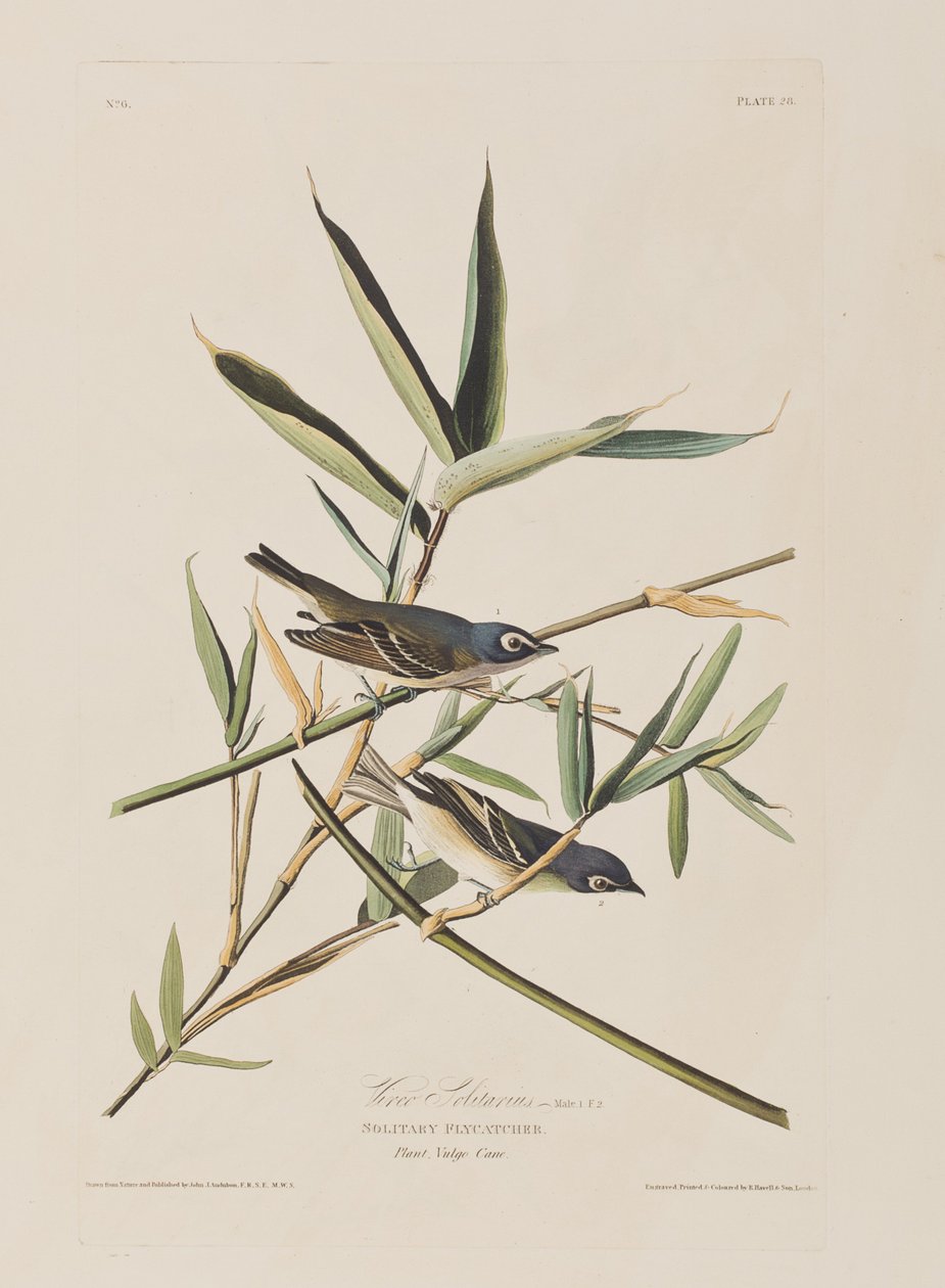 Ilustracja z „Birds of America” autorstwa John James Audubon