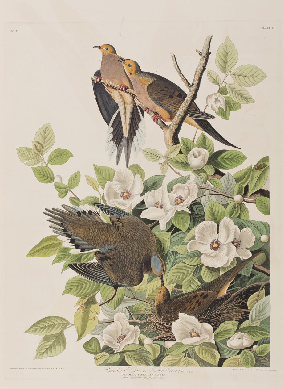 Ilustracja z „Birds of America” autorstwa John James Audubon