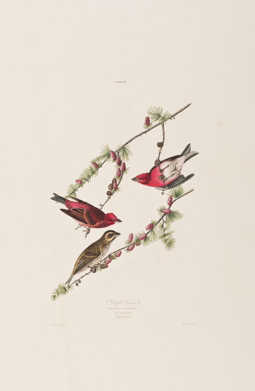 Ilustracja z „Birds of America” autorstwa John James Audubon