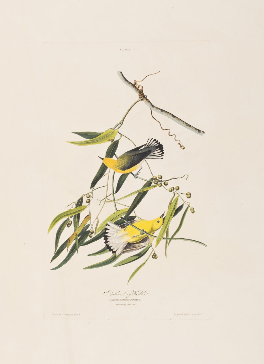 Ilustracja z „Birds of America” autorstwa John James Audubon
