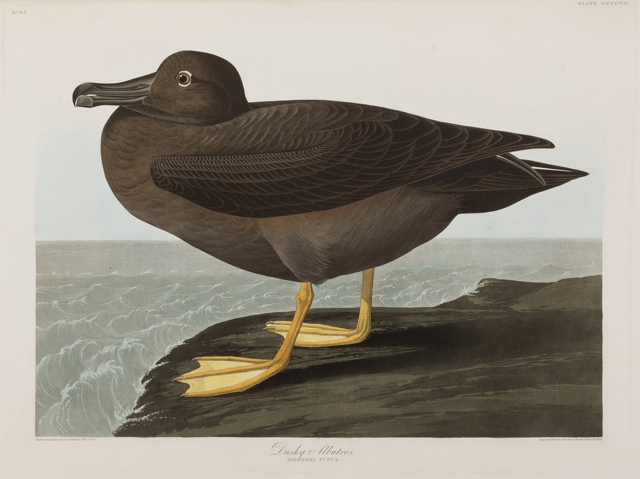 Ilustracja z „Birds of America” autorstwa John James Audubon