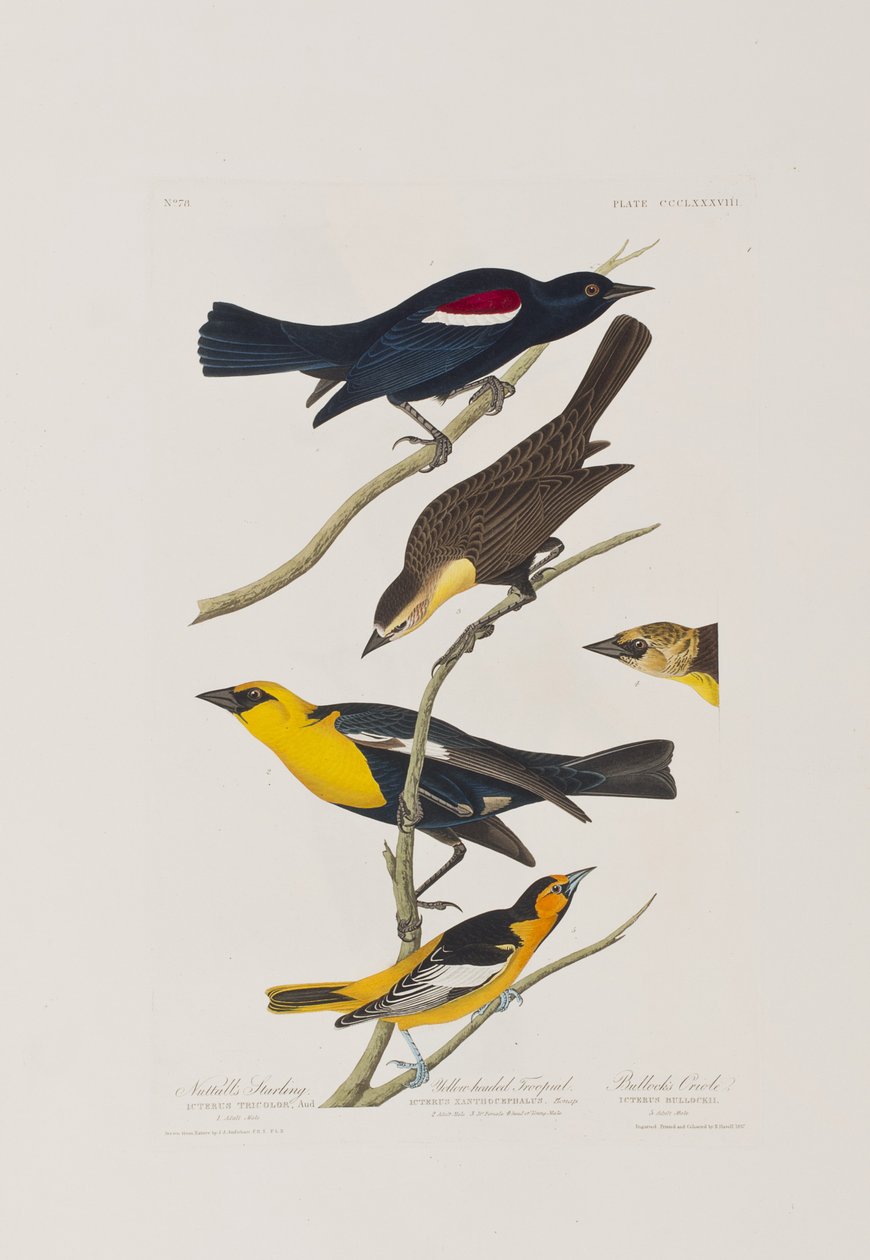Ilustracja z „Birds of America” autorstwa John James Audubon