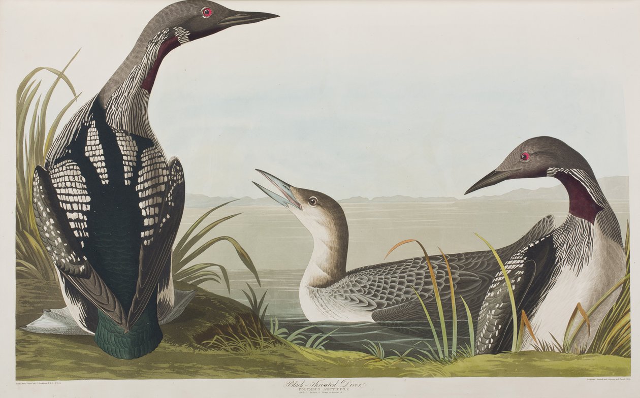 Ilustracja z „Birds of America” autorstwa John James Audubon